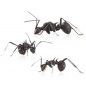 Polyrhachis armata